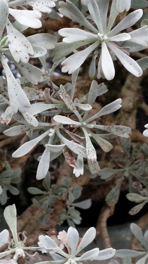 芙蓉葉子黑點